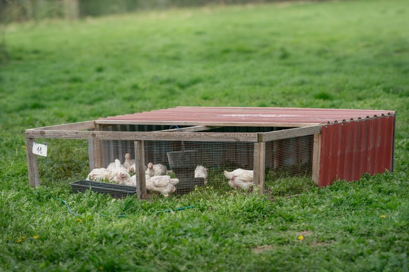 Kuřata v mobilních ohrádkách
