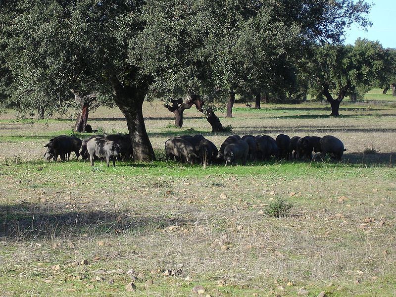 Černá iberská prasata, foto: comakut Černá iberská prasata
