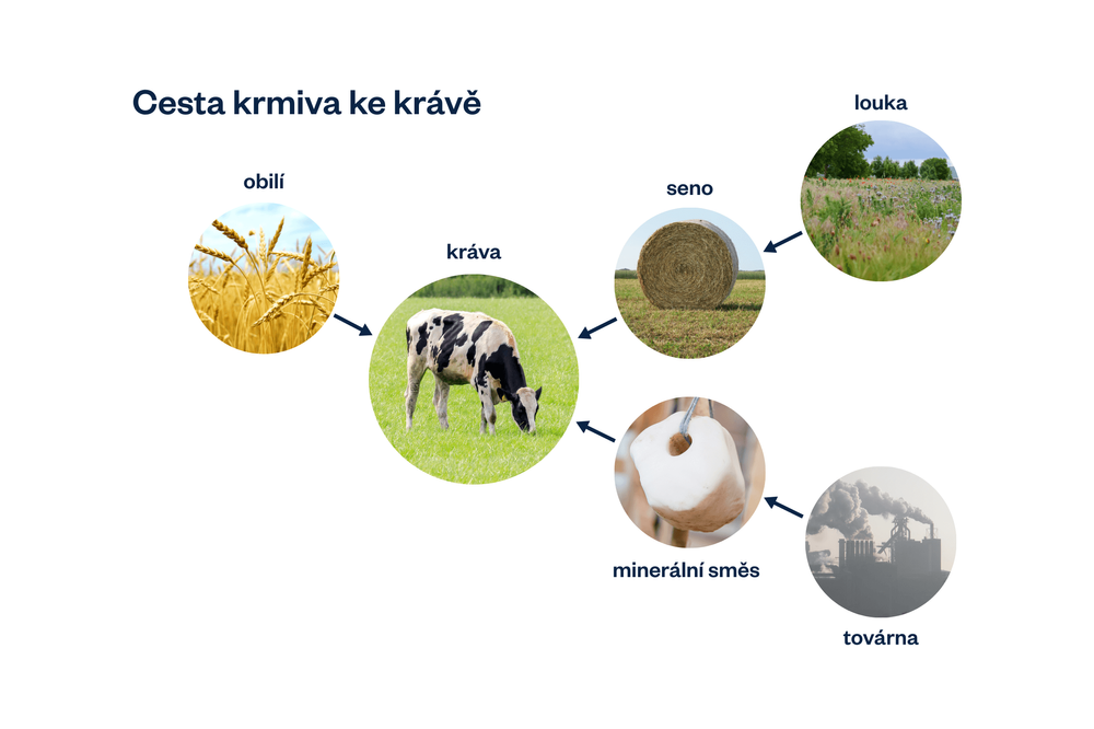 schéma cesty krmiva ke krávě
