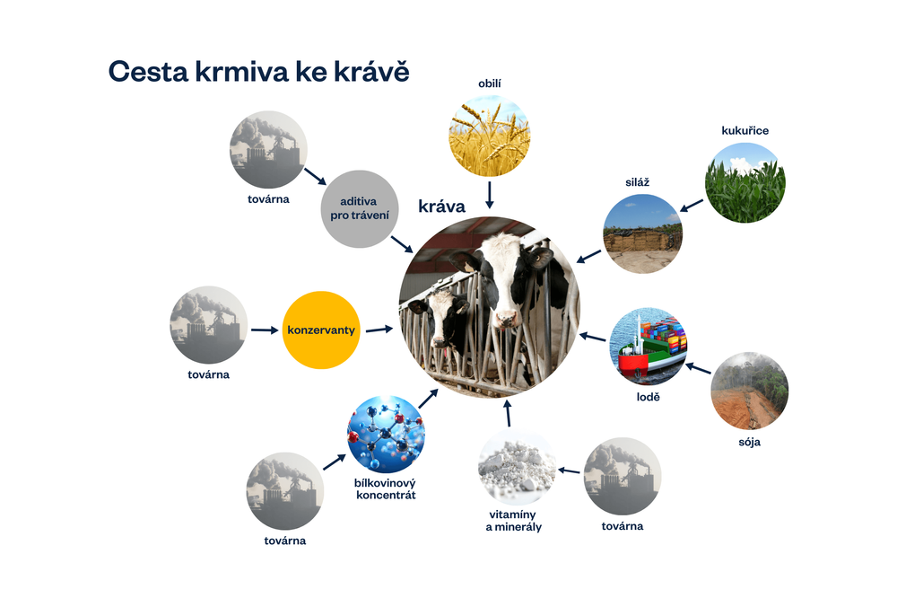 schéma cesty krmiva ke krávě