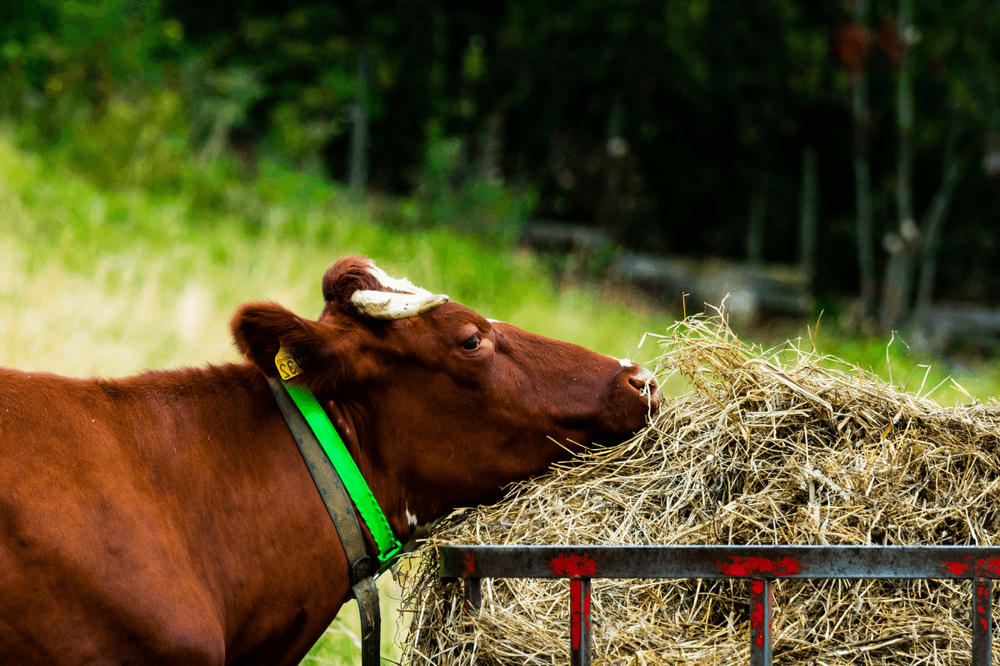 kráva žere seno