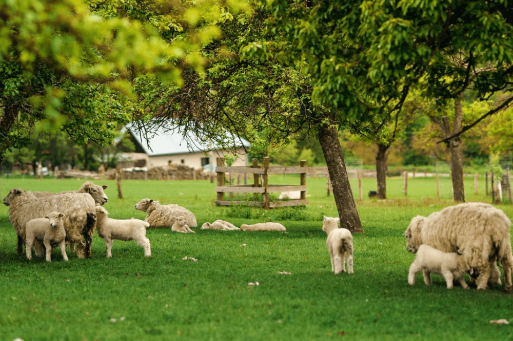 Ovce na pastvině na Farmě Rudimov, foto: Farma Rudimov Ovce na pastvině na Farmě Rudimov