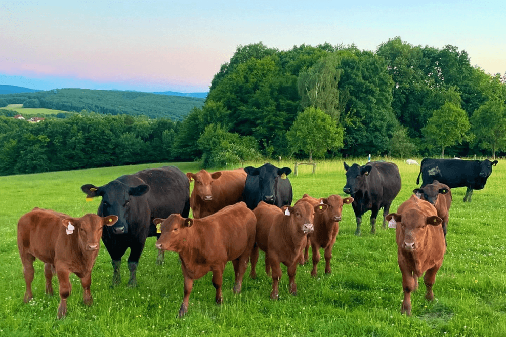 Aberdeen-anguský skot na pastvině na Farmě Rudimov, foto: Farma Rudimov Aberdeen-anguský skot na pastvině na Farmě Rudimov