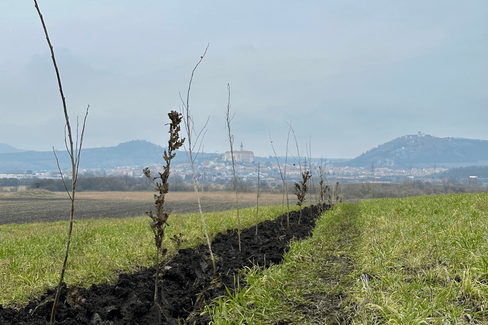Čerstvě vysazené stromy na orné půdě města Mikulov budou ještě oplocené proti okusu zvěří, foto Jan Šmikmátor Čerstvě vysazené stromy na orné půdě města Mikulov budou ještě oplocené proti okusu zvěří.