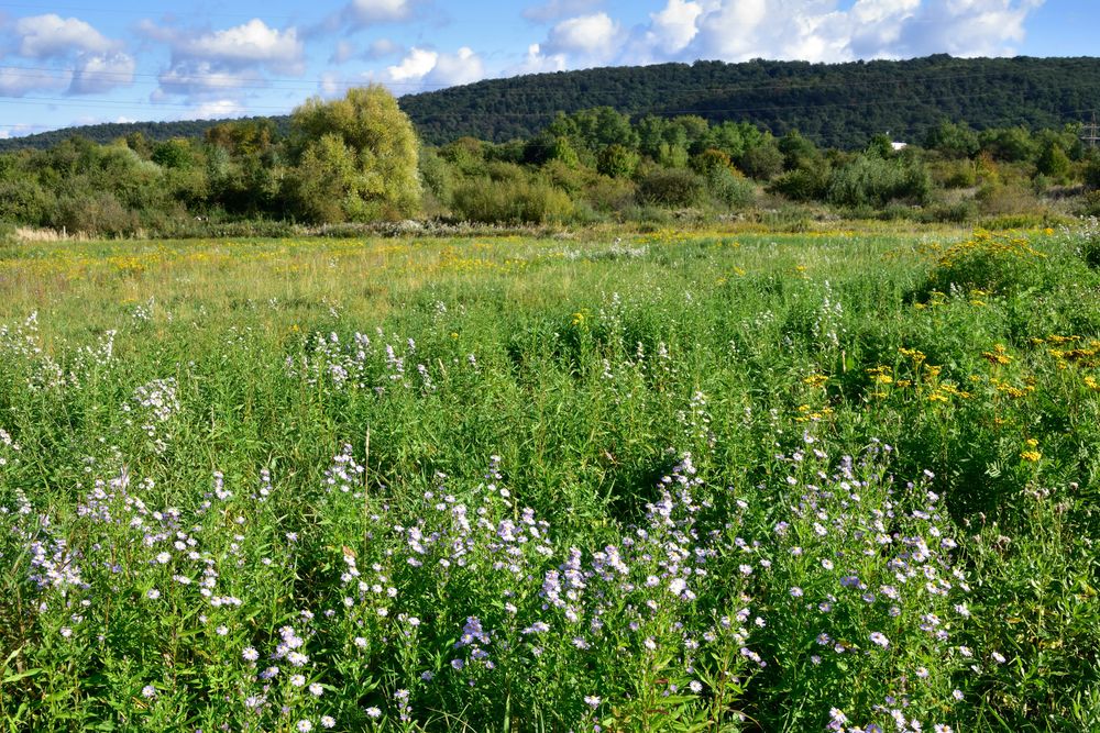 Porosty astričky kopinaté a zlatobýlu obrovského na okraji Bratislavy
