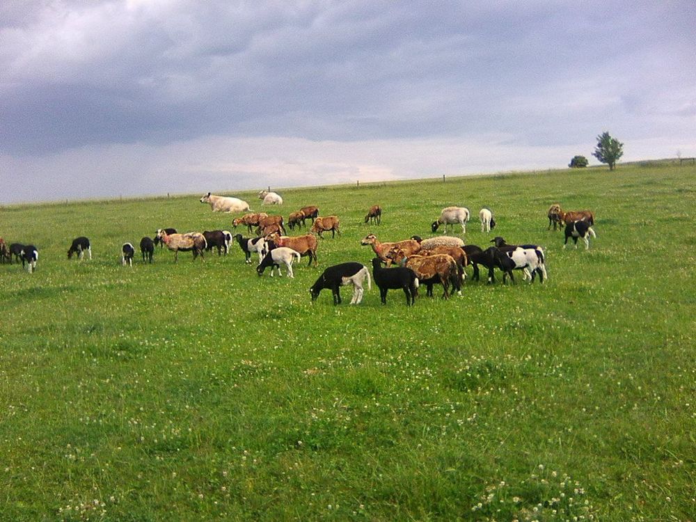 Skot a ovce na Štéchově statku
