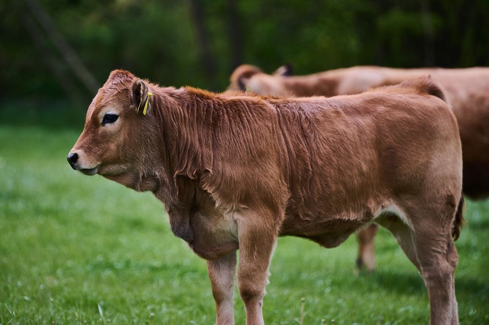 Masné plemeno Aubrac, foto: www.marekdvorak.com Masné plemeno Aubrac