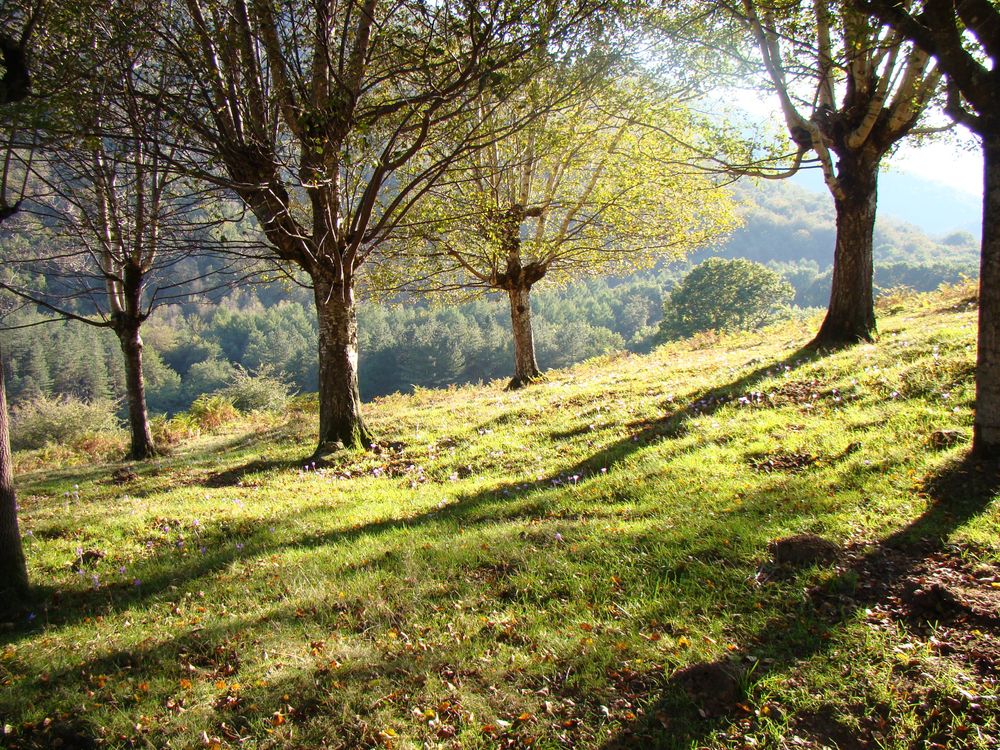 Na hlavu ořezávané břízy