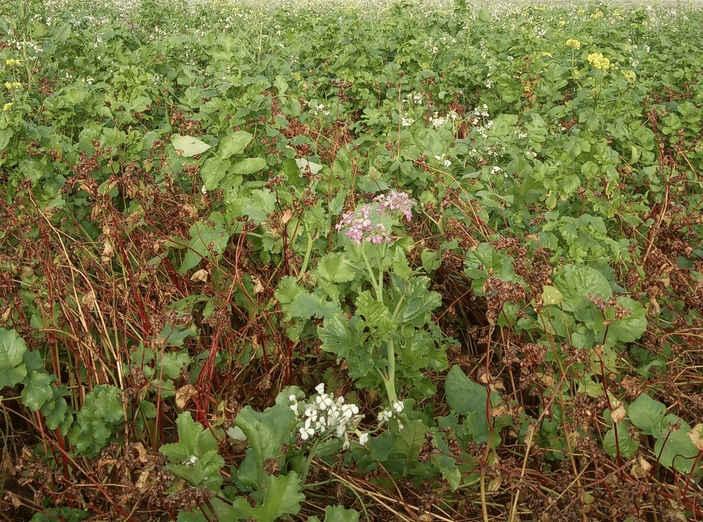 Porost meziplodin ředkve, hořčice a pohanky na začátku listopadu. Porost meziplodin chrání půdu až do výsevu příští tržní plodiny, foto: Róbert Dohál Porost meziplodin