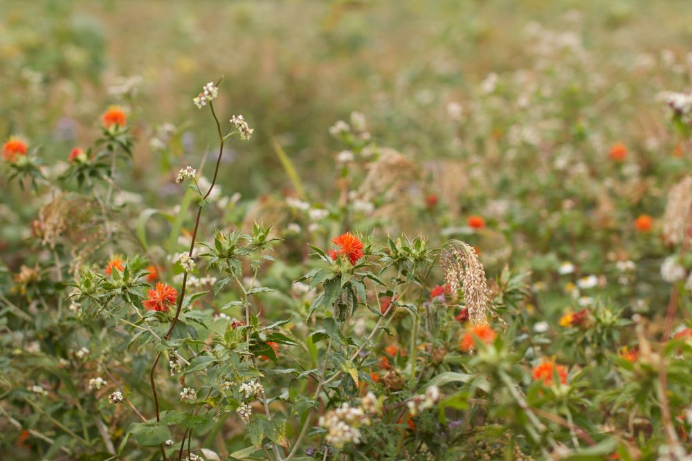 Meziplodiny na Farmě Šobáňovi