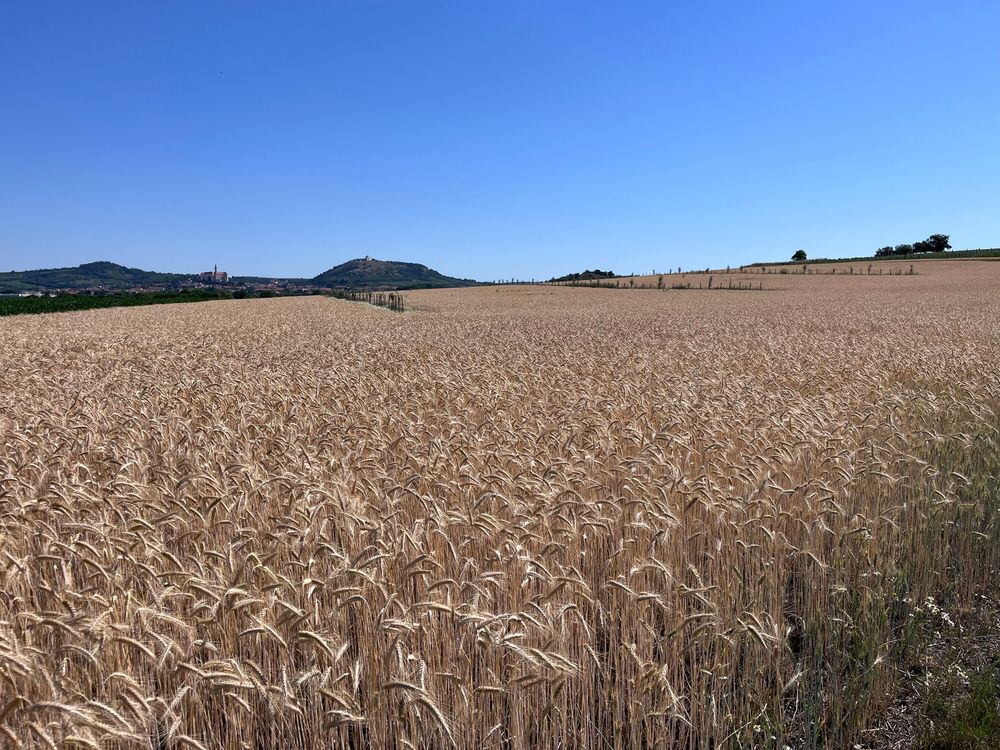 Agrolesnictví umožňuje na stejném pozemku současně pěstovat zemědělské plodiny i stromy, a tím dosahovat vyšší výnosy ze stejné plochy. Červen 2026 před sklizní tritikale, foto Klára Sedláčková Agrolesnictví umožňuje na stejném pozemku současně pěstovat zemědělské plodiny i stromy, a tím dosahovat vyšší výnosy ze stejné plochy. Červen 2026 před sklizní tritikale