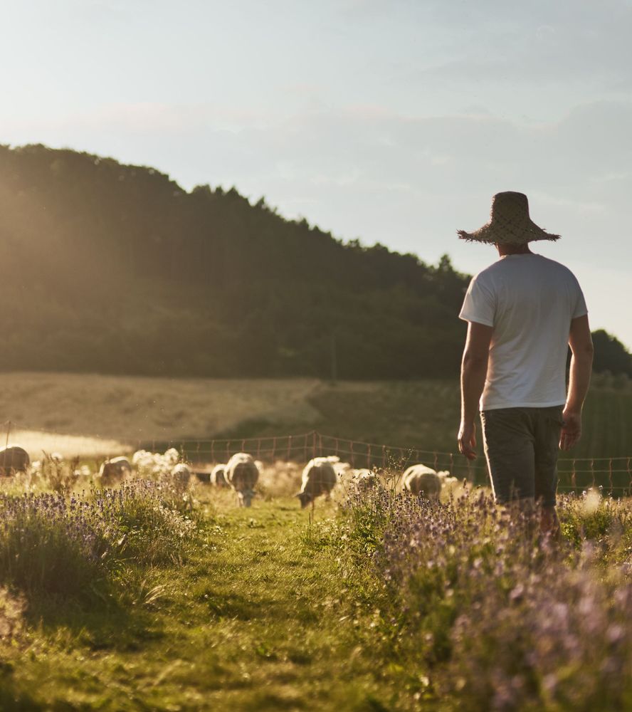 Farmář na louce s ovečkami.