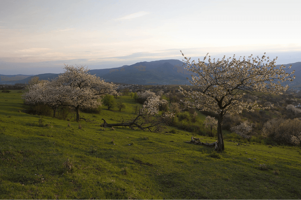 Stromy nabízejí stín pro dobytek na pastvině nad obcí Dlžín, Strážovské vrchy, foto: Mário Duchoň Strážovské vrchy