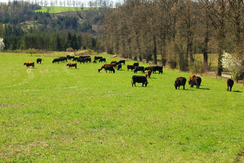 Stádo krav na pastvině.