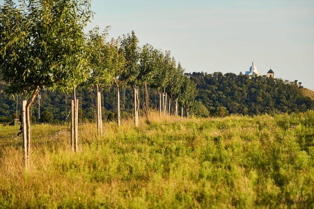 Mandloňová alej v Mikulově u Kočičí skály, foto Jan Miklín Mandloňová alej v Mikulově u Kočičí skály
