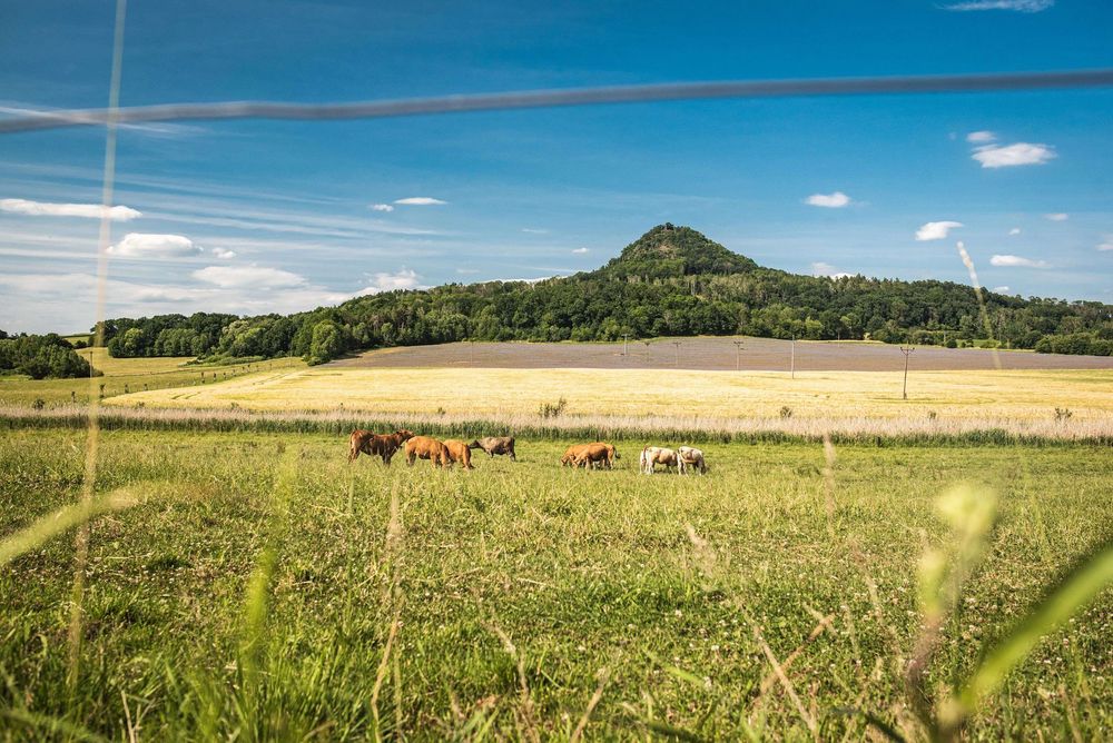 Lán rozdělený na pastvinu, pole s obilím a svazenkou, foto: Foodpioneer