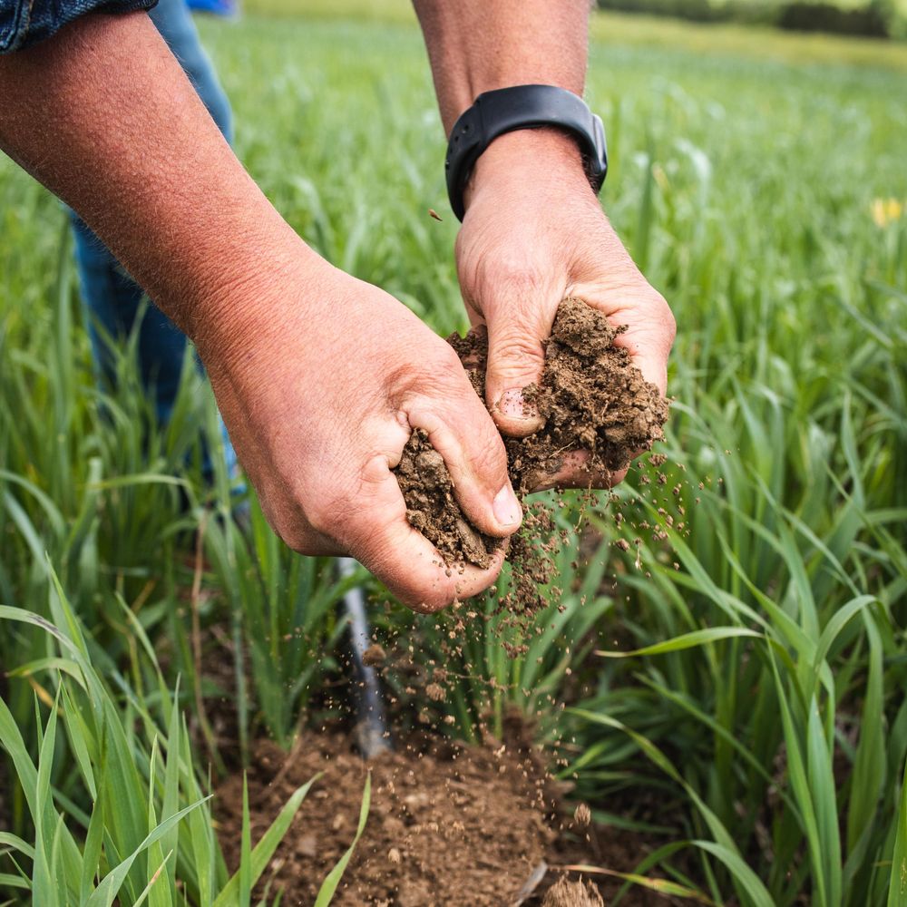 ruce sypou půdu ruce sypou půdu