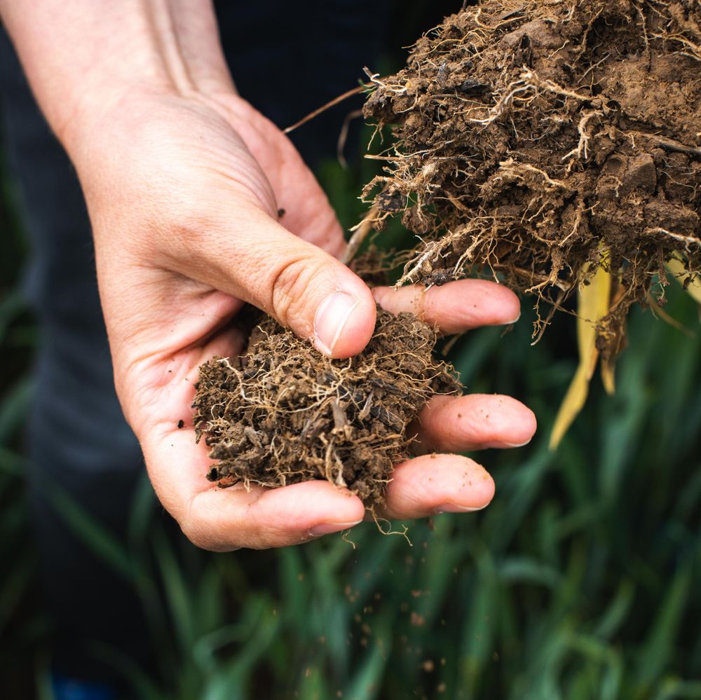 Ruka drží půdu s kořínky rostliny Ruka drží půdu s kořínky rostliny