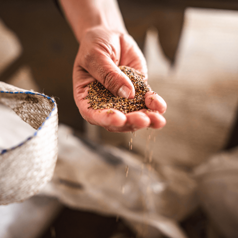 Zrníčka obilí se sypou z ruky Zrníčka obilí se sypou z ruky