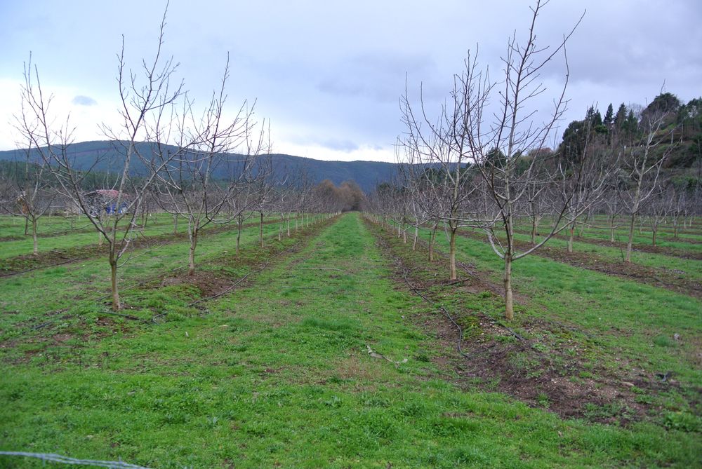 Intenzivní agrolesnický systém v Portugalsku, pěstování ořešáku pro produkci vlašských ořechů a dřeva v kombinaci s pastvou ovcí