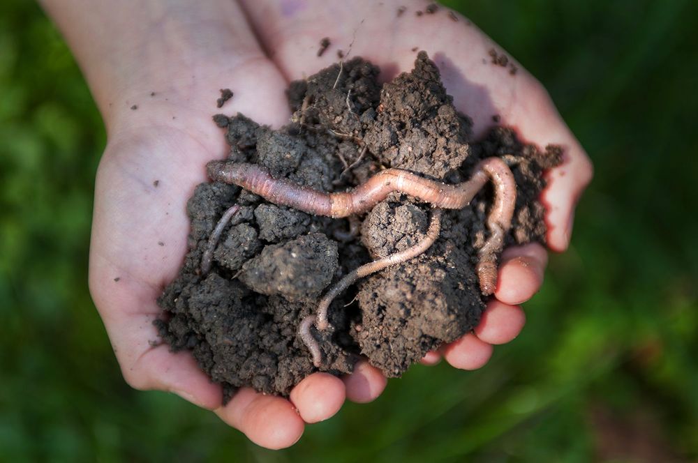 Žížaly udělaly z Darwina opět geologa. Foto: Jan Symon