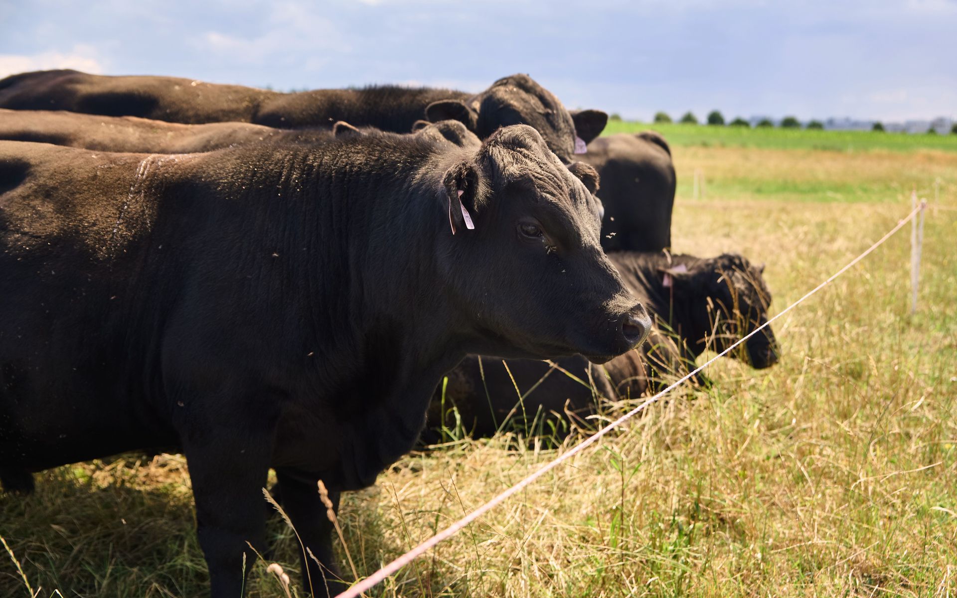 regenerativní pastva regenerativní pastva